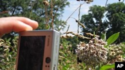 Bee hunters across the US take pictures of pollinators and the plants they pollinate, and then upload them to an online database that keeps track of trends showing the effects of climate change, pollution or invasive species.