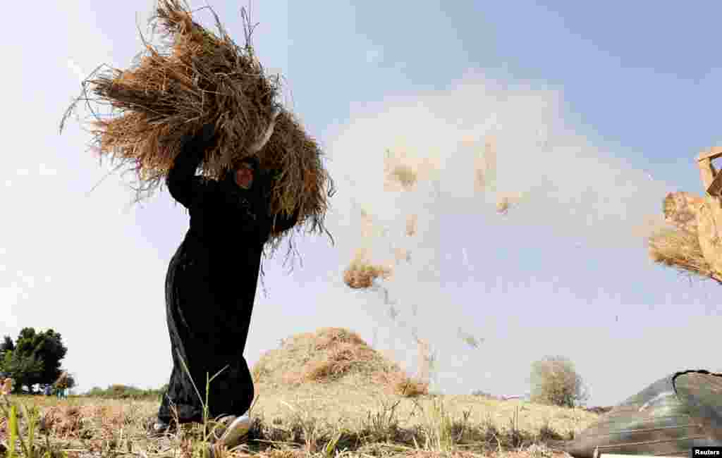 A farmer carries rice during a season that has been difficult because of the lack of water and the adverse weather conditions, in a field in Qaha, Al Qalyubia Governorate, north of Cairo, Egypt, November 1, 2022.&nbsp;