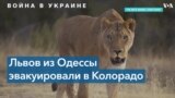 Из Одессы в Колорадо: как девять львов нашли новый дом в США 