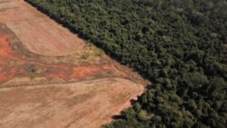 En Ecuador crecen las denuncias sobre la deforestación de la Amazonía