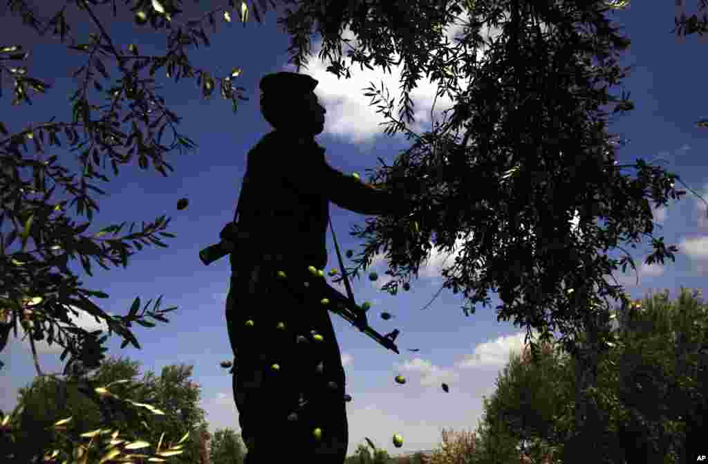 A Palestinian security officer helps farmers pick olives during the harvest season, in the northern West Bank village of Maythaloon, Sunday, Oct. 14