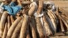 Polícia moçambicana apreende 76 quilos de cornos de rinoceronte
