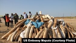 Gading dan cula badak dihancurkan di Mozambik