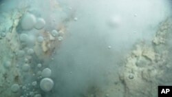 Image of bubbles of liquid carbon dioxide floating out of the seafloor at Champagne vent on Northwest Eifuku volcano in the western Pacific Ocean (File)