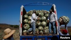 FILE - Farmers, also known as jimadores, load blue agave hearts onto a truck after harvest in Tequila, Jalisco, Mexico, April 13, 2018.