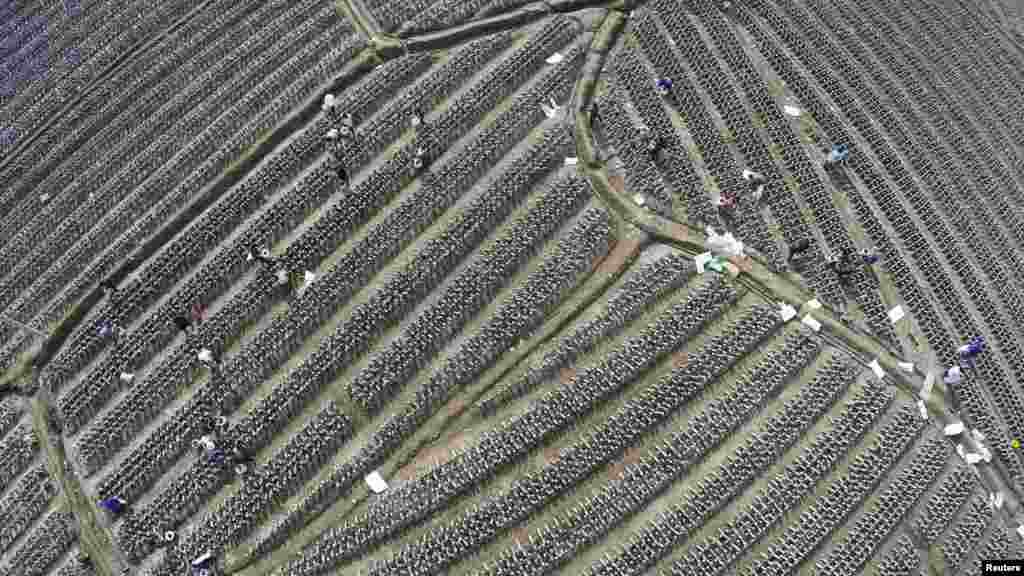 عکس هوایی از زمین کشاورزی - چین