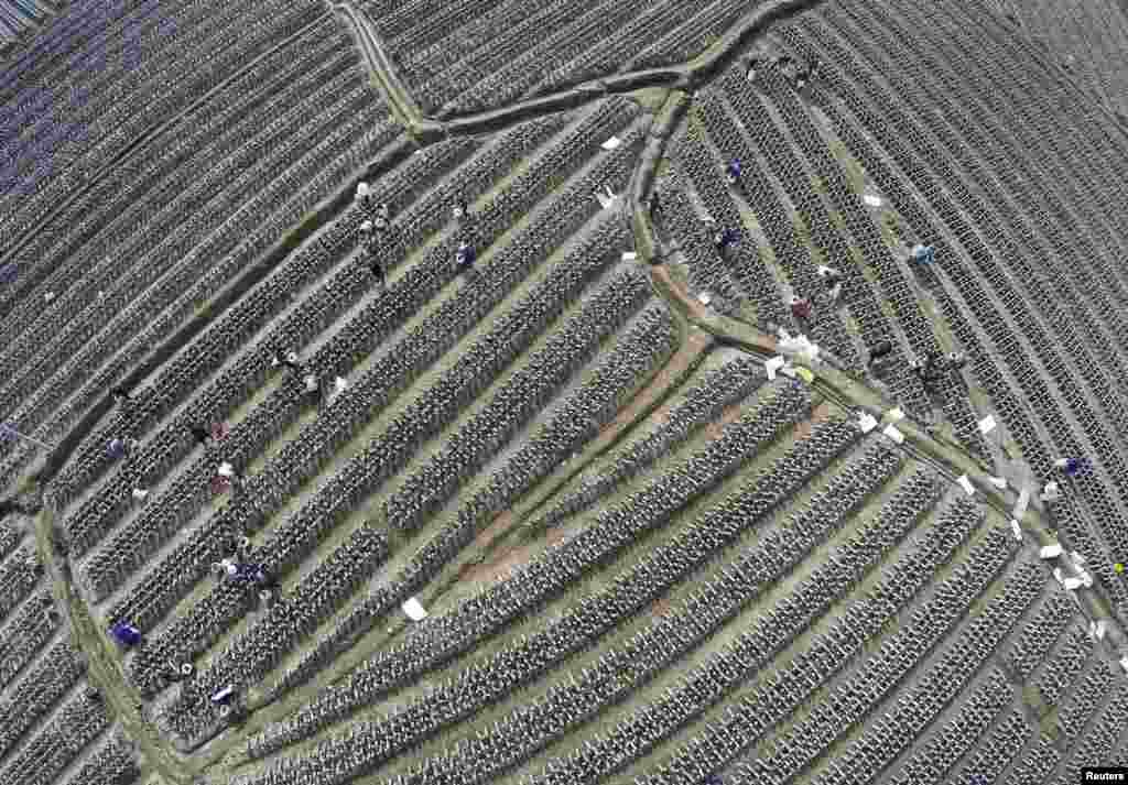 Para petani bekerja di sebuah ladang di daerah Wencheng, provinsi Zhejiang, China.