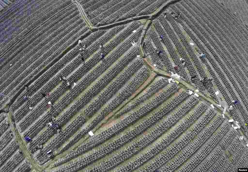Farmers work in a field in Wencheng county, Zhejiang province, China.
