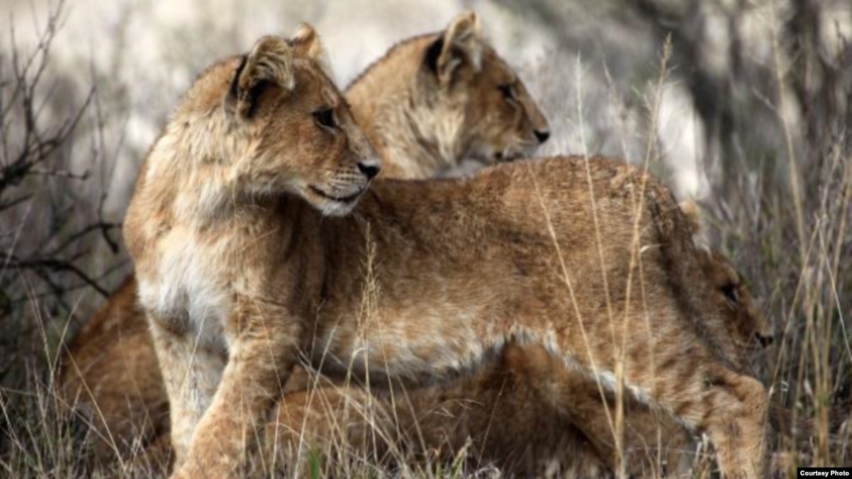Study: West African Lion Threatened With Extinction