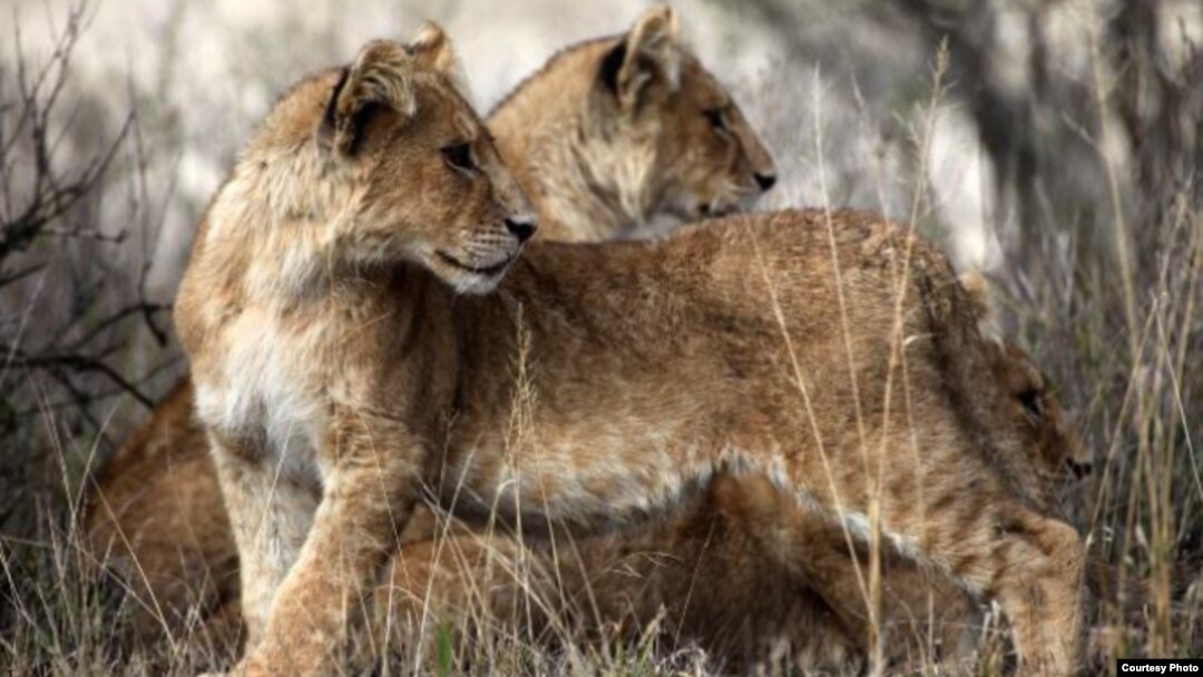 West African lions (Philipp Henschel/Panthera)