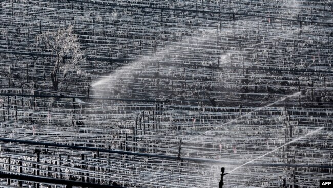 Pekerja menyemprotkan air ke tanaman anggur, agar embun beku tidak menjadi es, di Chablis, Perancis Kamis (7/4).