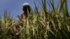 Ozone Pollution in India Kills Crops that Could Feed 94 Million 