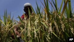 Parts of India could eventually lose more than 5 percent of the growing season as a result of climate change. Here, an Indian woman cuts crops in Burha Mayong on May 26, 2011.