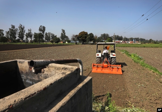 Hindistan'da bir çiftçi tarlasını traktörle sürüyor. Ülkede son yıllarda kuraklık ve su krizi yaşayan bazı eyaletlerde yeraltı suları tarım arazilerinin sulanmasında kullanılıyor, 14 Mart 2021.