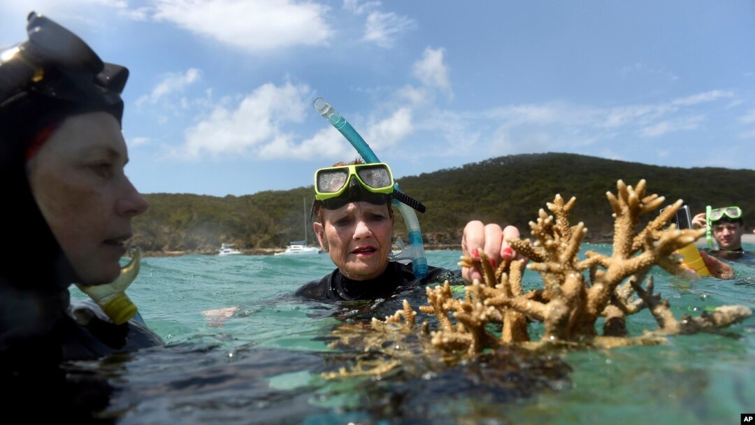 FILE - Australian Senator Pauline Hanson listens to marine scientist Alison Jones (left) as she displays a piece of coral on the Great Barrier Reef off Great Keppel Island, Queensland, Australia, Nov. 25, 2016. Australian scientists say warming oceans year 2016 have caused the biggest die-off of corals ever recorded on Australia's Great Barrier Reef.
