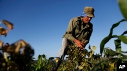 FILE - Farmer Diogenes Cheveco, 73, picks beans on unused government land that farmers are allowed to use to grow food and raise livestock, on the outskirts of Havana, Cuba, March 3, 2015.