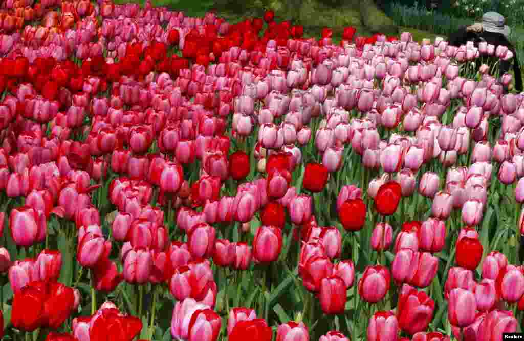 A tourist takes pictures of tulips at the Keukenhof park, also known as the Garden of Europe, in Lisse, the Netherlands.