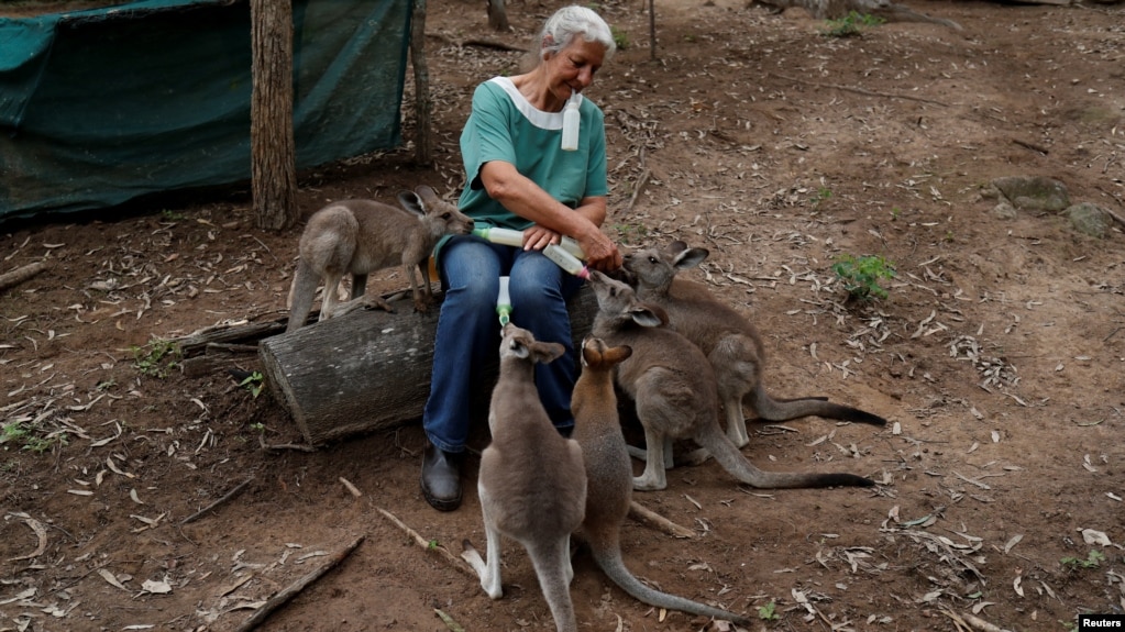 Julie Willis, an animal carer, feeds orphaned kangaroo joeys, in an area of her home designated for the pre-release of kangaroos, in the community of Wytaliba, New South Wales, Australia January 28, 2020. REUTERS/Jorge Silva 