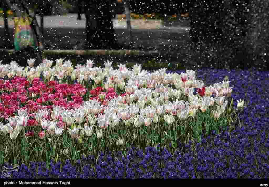 جشنواره گل های داوودی بوستان ملت - مشهد عکس: محمدحسین طاقی