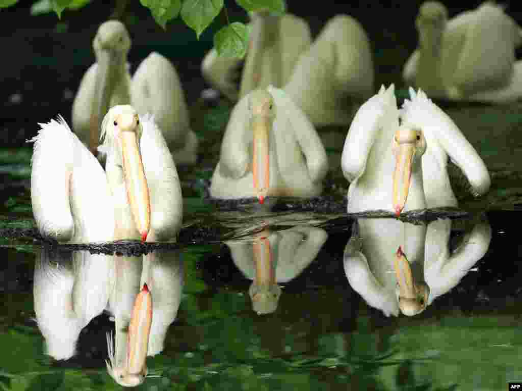 Great white pelicans swim on a pond at the zoo in Krefeld, western Germany.