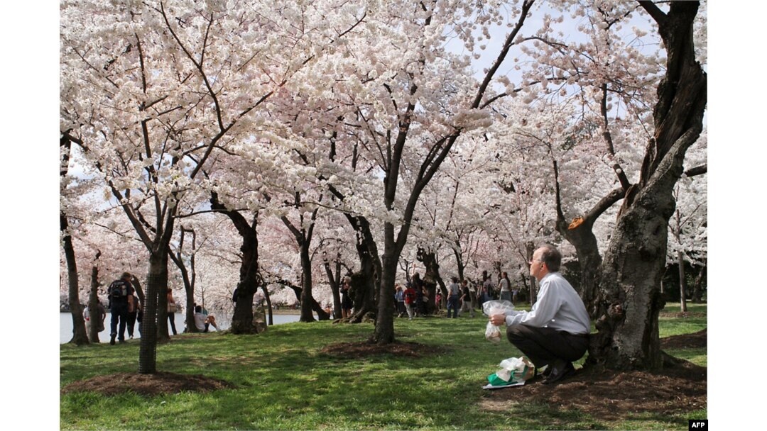 The National Cherry Blossom Festival: Historic Tradition Signals the  Beginning of Spring - Haven Lifestyles