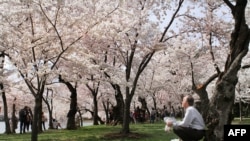 Cherry blossom trees bloom along the Tidal Basin in Washington. The city holds an annual Cherry Blossom Festival. This year marks the 100th anniversary of the gift of the original trees from Japan