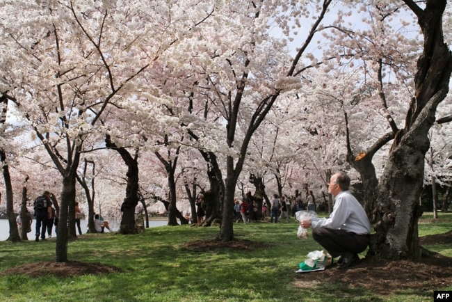 Cherry blossom trees bloom along the Tidal Basin in Washington.