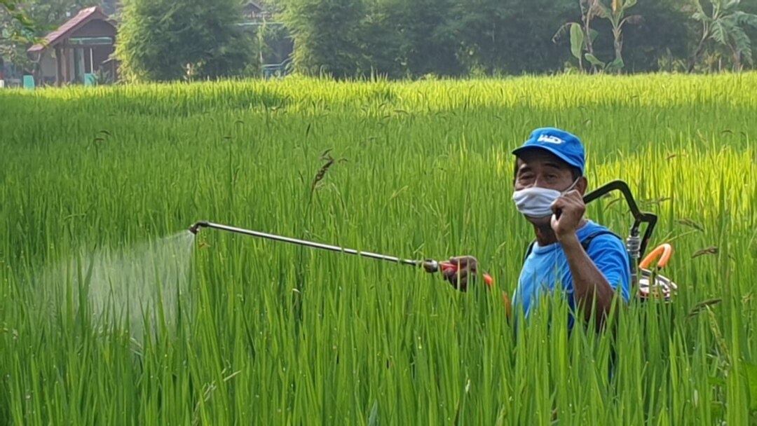 Seorang petani di Sariharjo, Sleman, menyemprot tanaman padi. (Foto:VOA/ Nurhadi)