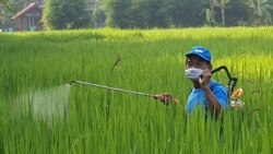 Seorang petani di Sariharjo, Sleman, menyemprot tanaman padi. (Foto:VOA/ Nurhadi)