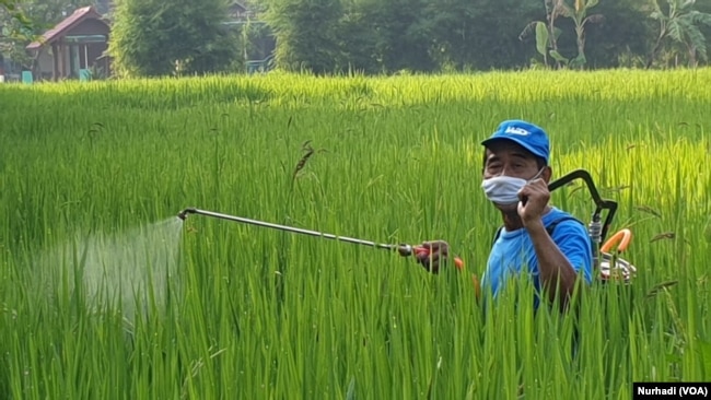 Seorang petani di Sariharjo, Sleman, menyemprot tanaman padi. (Foto:VOA/ Nurhadi)