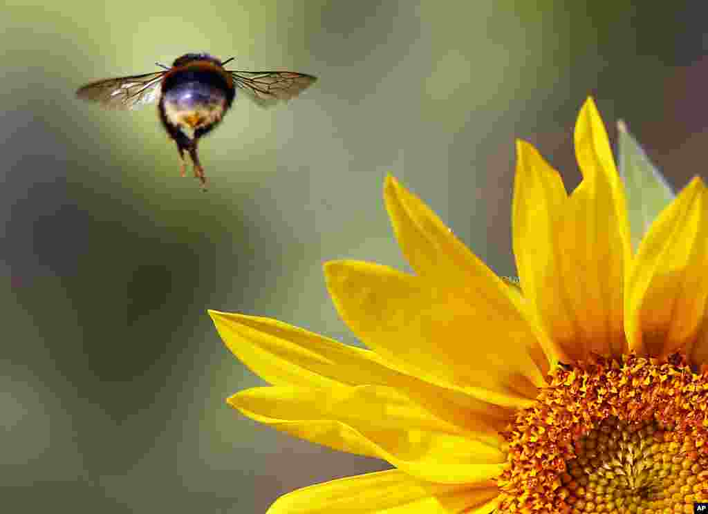 A bee flies over a sunflower on a field near Frankfurt, Germany.