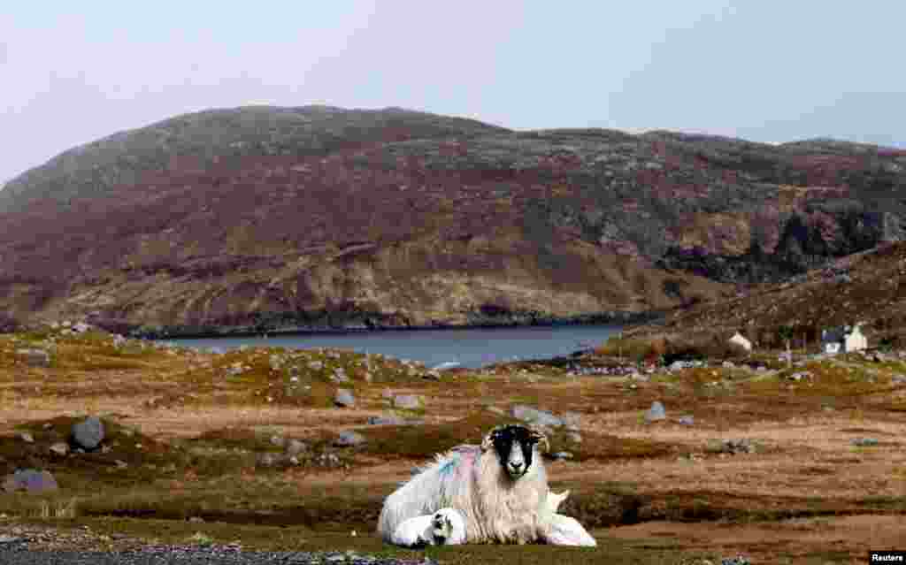An ewe and its lambs rest on the Isle of Lewis and Harris, an island off the northwestern tip of Scotland in the Outer Hebrides, Britain.