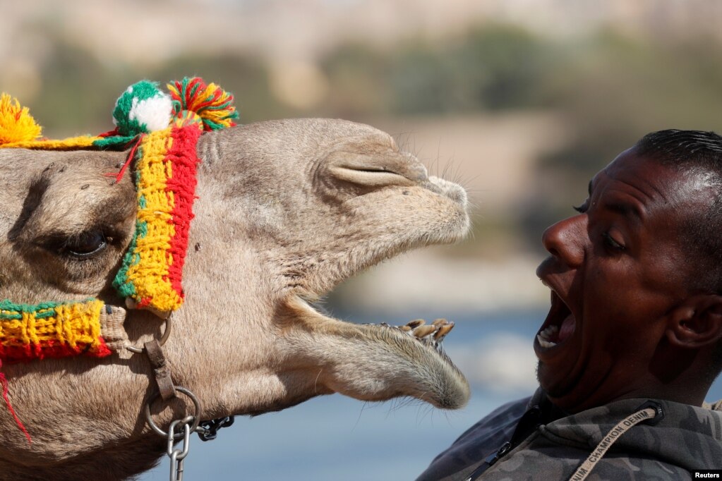 مصر کی وادیٔ اسوان میں دریائے نیل کے مغربی کنارے میں ایک شخص اپنے گھر کے سامنے اونٹ سے اٹھکیلیاں کرنے میں مصروف ہے۔&nbsp;
