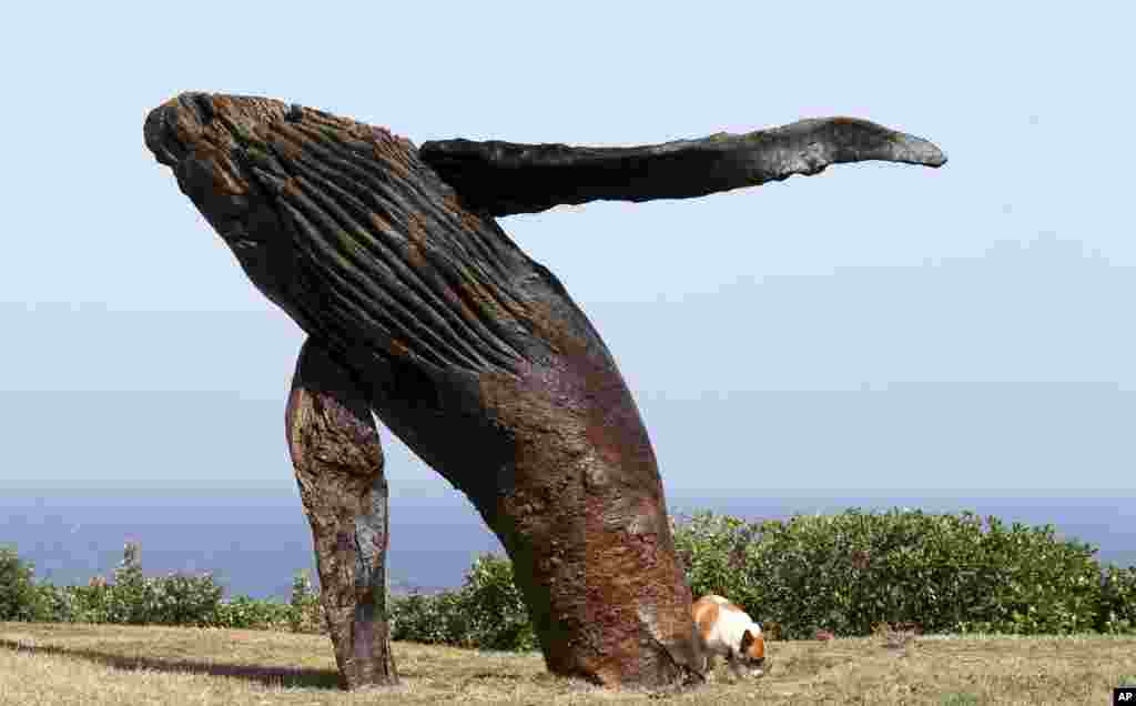 A dog walks around a sculpture &quot;breaching,&quot;created by artist Michael Greve at the Sculpture by the Sea exhibition in Sydney, Australia. Sculptures created by 109 artists from 16 countries, are displayed across the costal area of Sydney. 