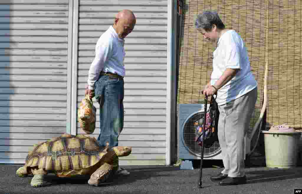 Bon-chan, a 19-year-old male African spurred tortoise weighing about 70 kg (154 pounds), walking with his owner Hisao Mitani (L) on a street in the town of Tsukishima in Tokyo. Bon-chan loves fruit and vegetables and is often offered carrot and cabbage pieces by cheering neighbors when he is out.