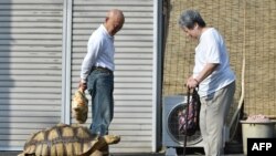 FILE: This picture taken on June 10, 2015 shows a 19 year old male African spurred tortoise weighing about 70 kg (154 pounds), walking with his owner Hisao Mitani (L) on a street in the town of Tsukishima in Tokyo. 