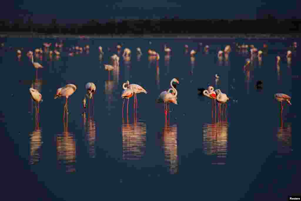 Flamingos rest on a lake at the Amboseli National Park, Kenya, Aug. 18, 2018.