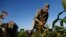 FILE - Farmer Diogenes Cheveco, 73, picks beans on unused government land that farmers are allowed to use to grow food and raise livestock, on the outskirts of Havana, Cuba, March 3, 2015.