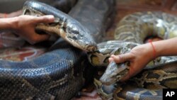 A Cambodian man holds his female pet python as a woman holds her male pet python in a cage after a wedding ceremony in Kandal province, 20 kilometers south of Phnom Penh on Jan. 3, 2011.