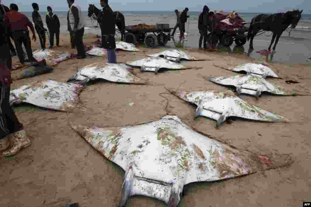 Palestinian fishermen collect several Manta Ray fish that were washed up on the beach in Gaza City.