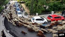 Rebaños de ovejas y cabras son pastoreados por el centro de Madrid el 20 de octubre de 2019. - Pastores guiaron el rebaño de unas 2000 ovejas por las calles de Madrid en defensa de los antiguos derechos de pastoreo y migración cada vez más amenazados por la expansión urbana. AFP.