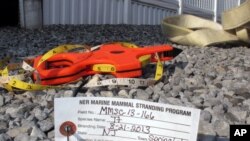 An Aug. 21, 2013 photo shows an identification tag for a dolphin that had died on the Spring Lake N.J. beach and was brought to the Marine Mammal Stranding Center in Brigantine, N.J. for examination. 