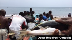 Mercado de peixe em São Tomé e Príncipe