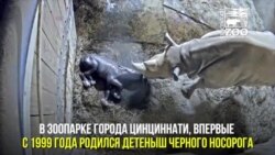 Новорожденный Кенди – черный носорог