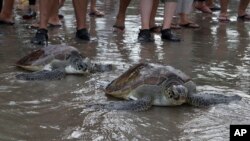 FILE - Green sea turtles (Chelonia mydas) make their way into the ocean upon their release at Kuta beach, Bali, Indonesia, January 8, 2022.