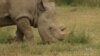 2016 a Mixed Bag for Species Conservation