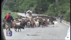 Gjirokastër, infeksion ndër bagëti