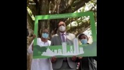 肯尼亚总统拯救百年无花果树