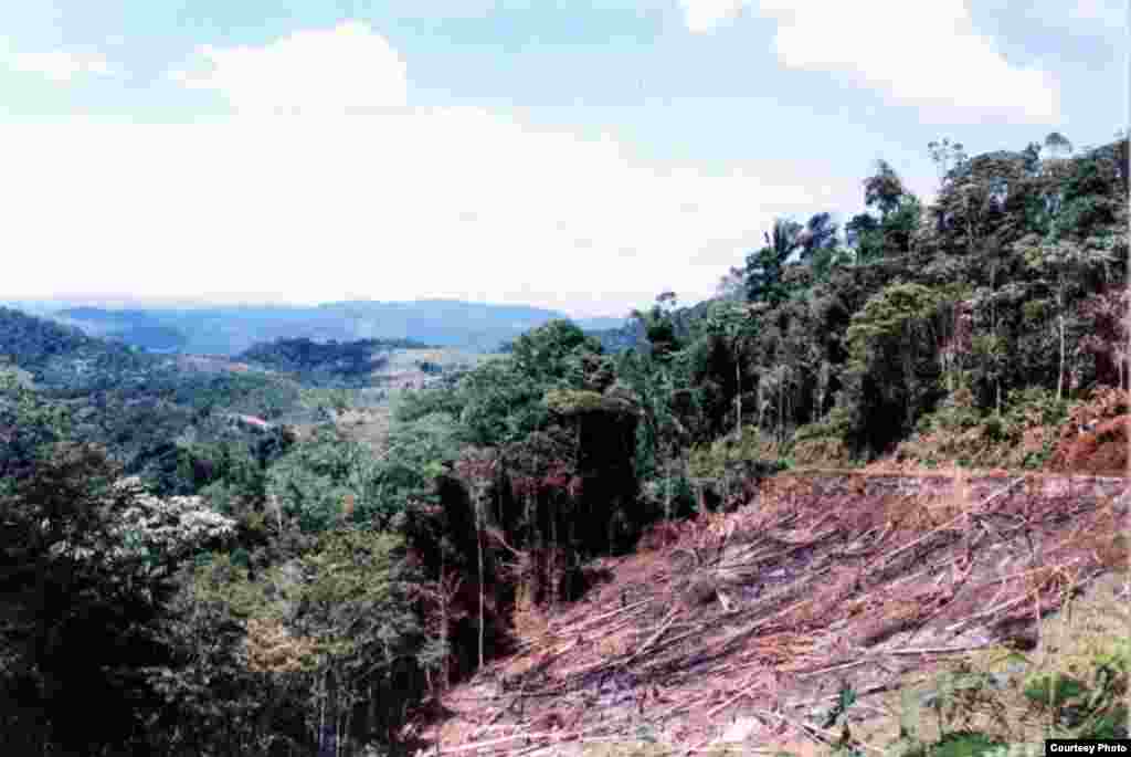 In the Atlantic Forest in Bahia, fire and deforestation of hill slopes are forbidden by Brazilian law, but law enforcement is ineffective. (Credit: IESB archive)