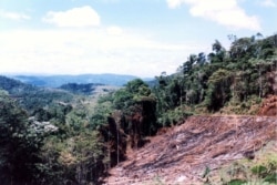 FILE - In the Atlantic Forest in Bahia, fire and deforestation of hill slopes are forbidden by Brazilian law, but law enforcement is ineffective. (Credit: IESB archive)